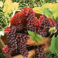 Health Benefits Of Grape Seed Extract