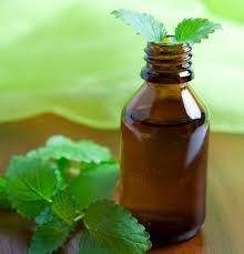 Peppermint Essential Oil Uses