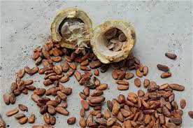 Cacao Nibs: Cacao Health Benefits 
